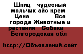 Шпиц - чудесный мальчик айс-крем › Цена ­ 20 000 - Все города Животные и растения » Собаки   . Белгородская обл.